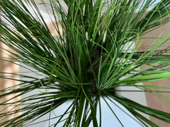 Hidden Litter Box Planter Essentials Kits