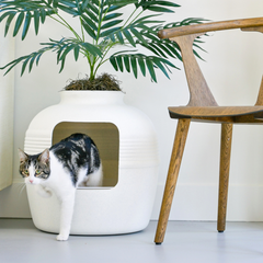 Original Essentials Kit White Birch