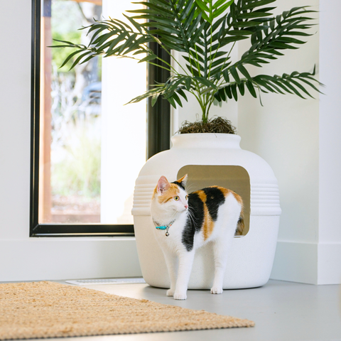 Original Hidden Litter Box Essentials Kit White Birch