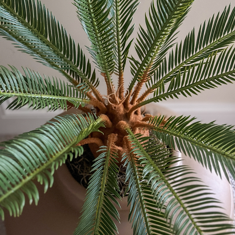 Cycas (Artificial/Faux)