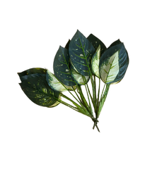Dieffenbachia (Artificial/Faux)