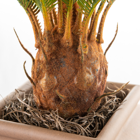 Cycas (Artificial/Faux)