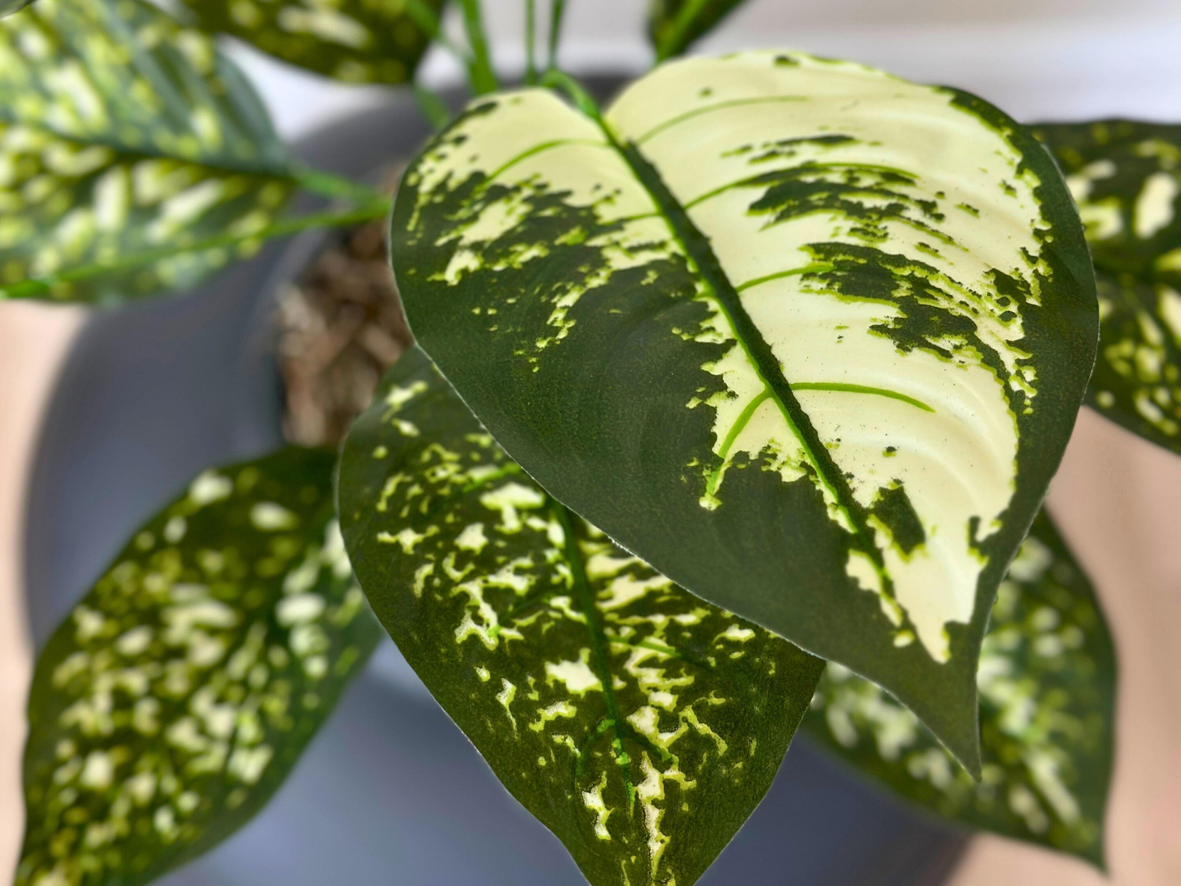 dieffenbachia artificial Dieffenbachia (Artificial/Faux) – Good Pet Stuff Co