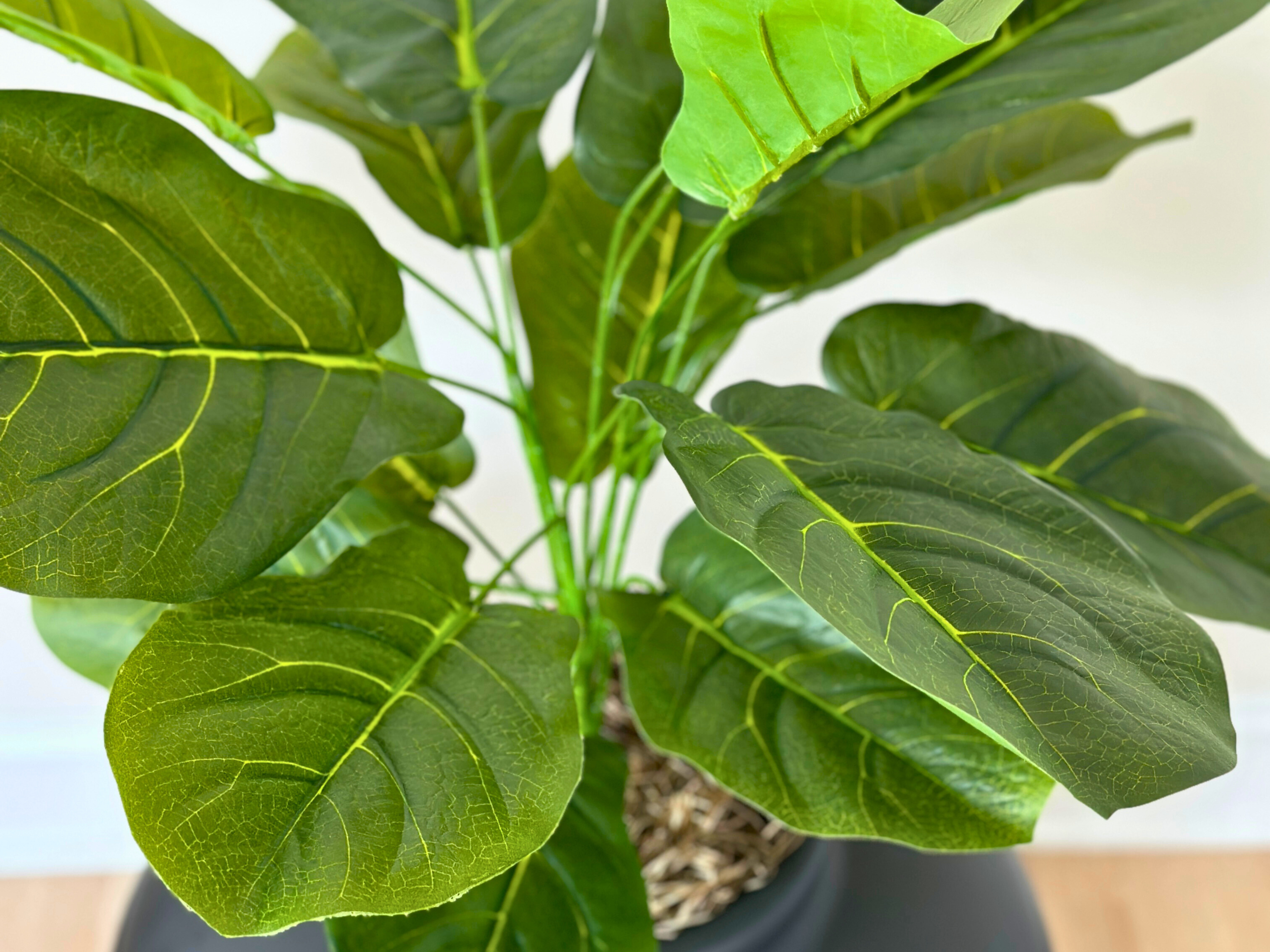 is a fiddle leaf fig tree safe for dogs Fiddle-Leaf Fig (Artificial/Faux) – Good Pet Stuff Co