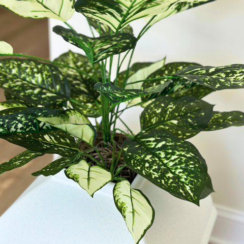 Dieffenbachia (Artificial/Faux)