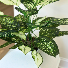 Dieffenbachia (Artificial/Faux)