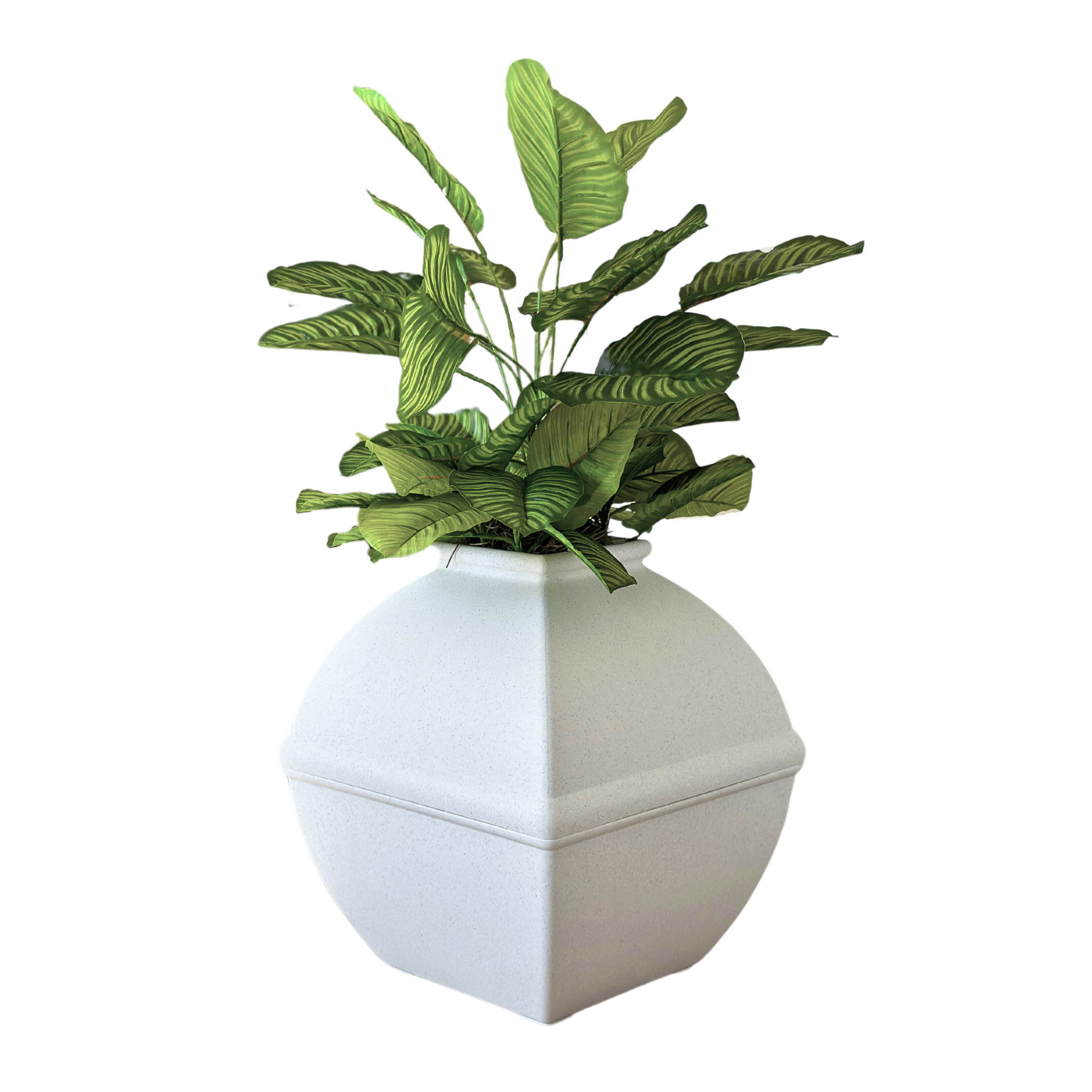 white stuff on bottom of plant pot Calathea Rotundifolia (Artificial/Faux) – Good Pet Stuff Co