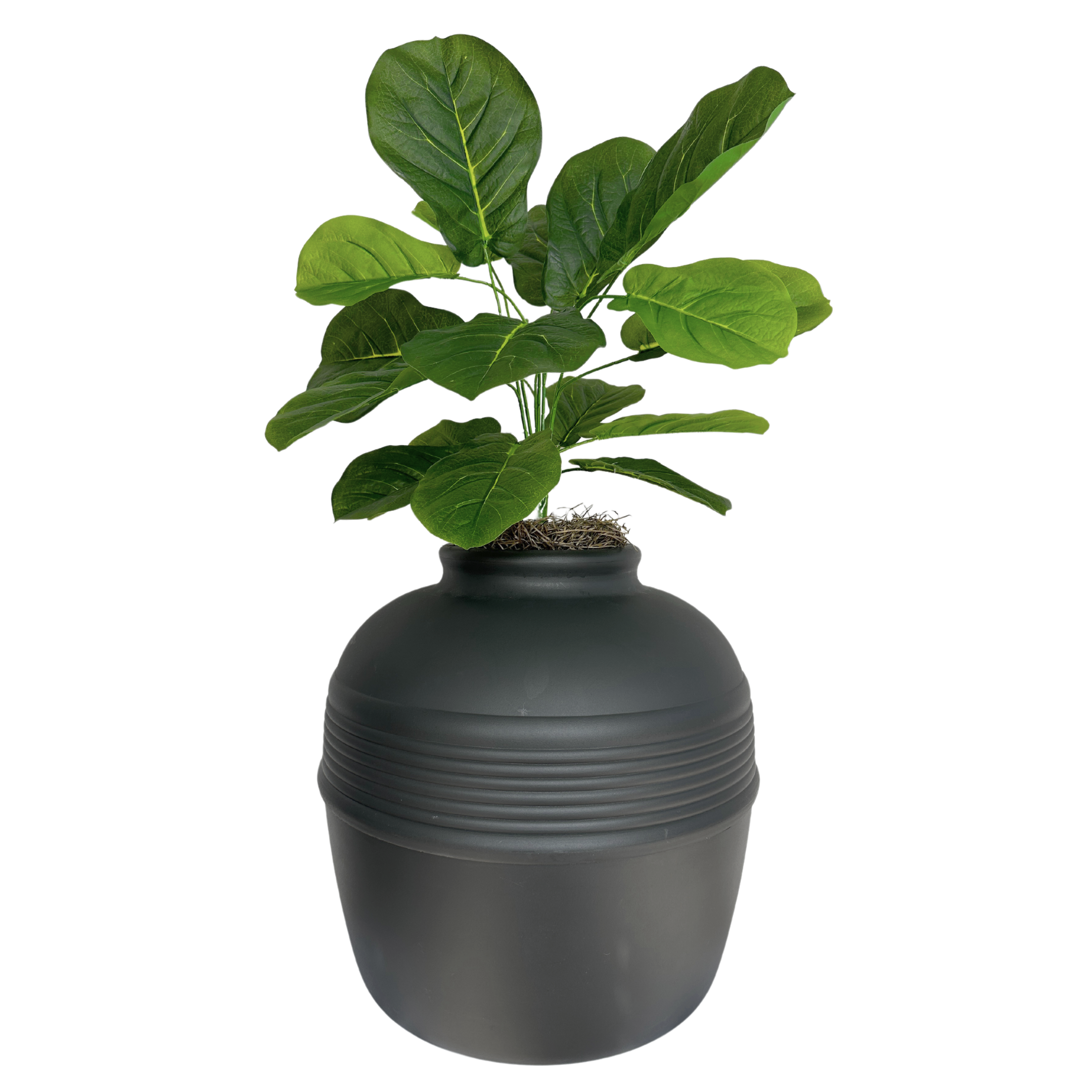 black fiddle leaf fig Fiddle-Leaf Fig (Artificial/Faux) – Good Pet Stuff Co