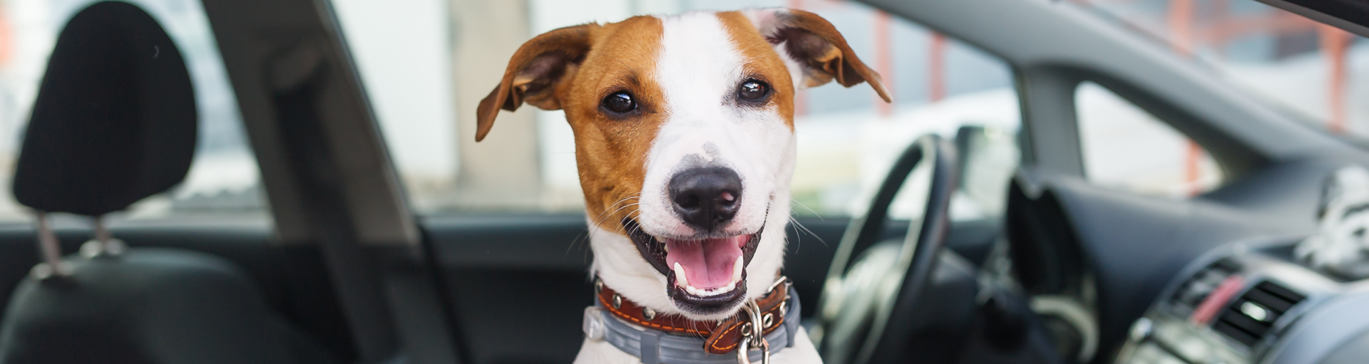 Good Pet Stuff Co.